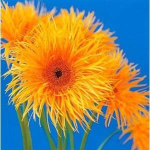  Spider Gerbera Daisies   Peel and Stick Wall Decal by 