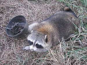 COON COVER RACCOON LEG HOLD TRAP COVER  