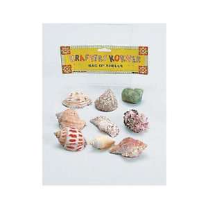  Bulk Buys CC098 Assorted Shells   Pack of 96 Toys & Games