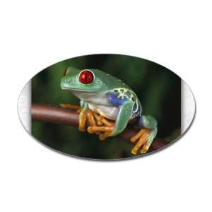  Sticker (Oval) Red Eyed Tree Frog 