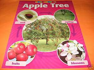 APPLE TREE LIFE CYCLE Apples Science Chart Poster NEW  