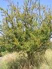 Acacia Swazica   South African Acacia Tree   10 Seeds
