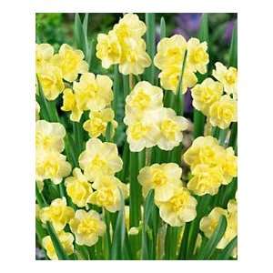    Daffodil   Double   Yellow Cheerfulness Patio, Lawn & Garden