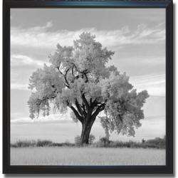 Jean Miele Oak Tree Framed Canvas Art  