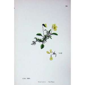  Botany Plants C1902 Viola Curtisii Sea Pansy Colour
