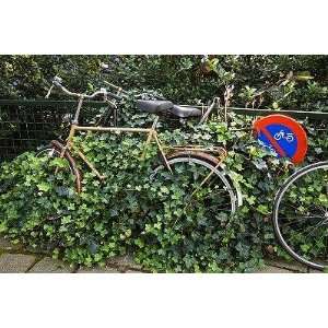  Two Bikes Warning Sign Hidden behind Ivy Amsterdam Holland 