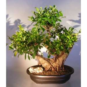   Trident Maple Bonsai Tree Five Tree Forest Group acer buergerianum