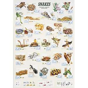  Safari Laminated Snakes Poster Toys & Games