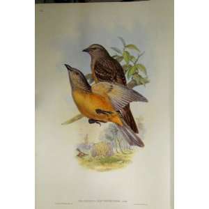 Gould Australia 1869 Facsimile Fawn Breasted Bower Bird  