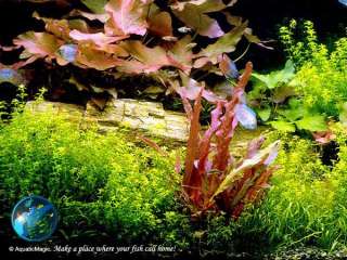 Nymphaea rubra   Live aquarium plant fish tank gallon  