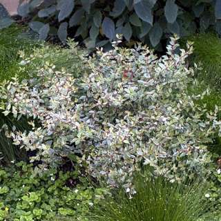 Silver Anniversary   Abelia   Silver Variegated Leaves  
