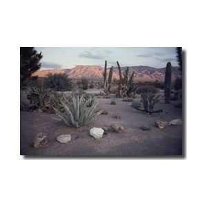  Desert Cactus Mountain Nevada Giclee Print