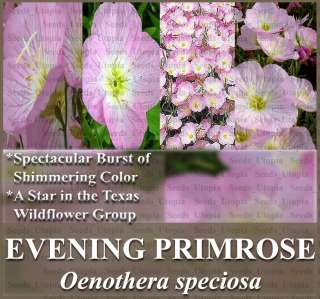 6,500 EVENING PRIMROSE Rose Flower Seeds PERENNIAL Shimmering Colors 