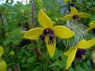 Helios Clematis   25 Plants   Tangutica The Best Yellow  