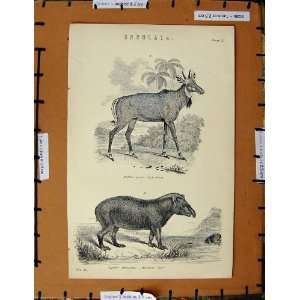   Print C1800 1870 Ungulata Tapir Nyl Ghau Animal