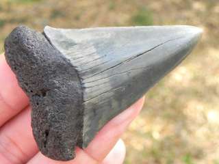 Extinct Mako Fossil Shark Tooth Teeth 2.5 BEAUTIFUL   