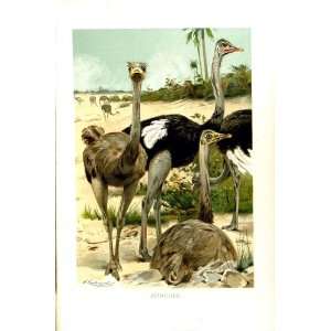  NATURAL HISTORY 1895 OSTRICHES BIRDS COLOUR PRINT