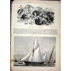  1877 Ostrich North Africa Schooner Yawl Match Ship