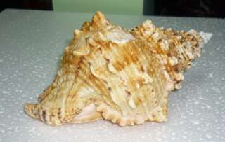 Bursa Buba Sea shell over 180mm7.00Inches  