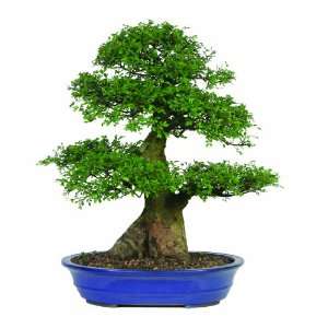  Brussels Chinese Elm Specimen Bonsai, Age 35 Yrs; Height 