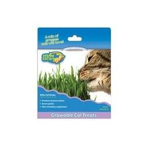  Best Quality Cosmic Kitty Cat Grass / Size By Ourpets 