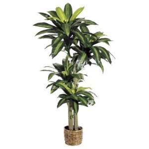  6 med dracaena plant