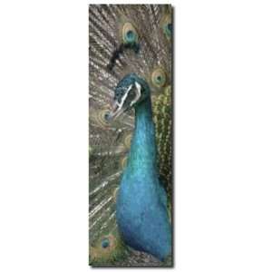 Peacock Wood Panel Wall Art 