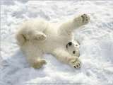 Eisbären   Eisbär Baby Im Schnee, Alaska Poster Kunstdruck (40 x 