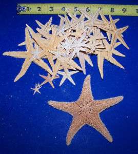 30+ REAL FLAT STARFISH STAR FISH CRAFTS 5 SUGAR STAR CRAFT WEDDING 