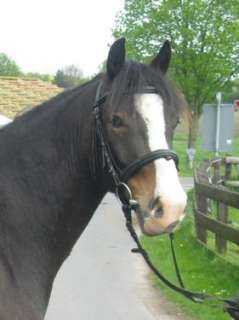 talentiertes 6jähr. Reitpony in Schleswig Holstein   Weidenhof 