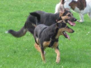   in Bremen   Blumenthal  Hunde & Zubehör   Kleinanzeigen