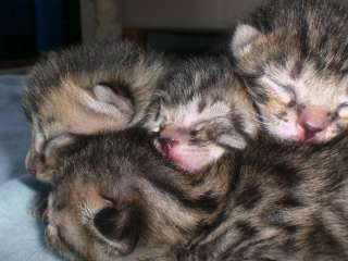 Bengal Siam Mix Kitten sofort abgabebereit in Rheinland Pfalz   Wied 