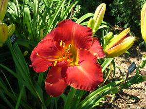 CC Daylily, CAUGHT RED HANDED (J. Rice 2000) RE  