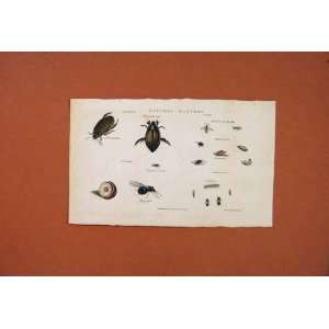  Natural History Bugs Beetle Insect Ant Fly Old Print