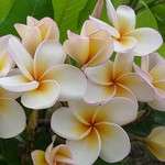   10 Graines FRANGIPANIER BLANC ARBUSTRE (Plumeria)