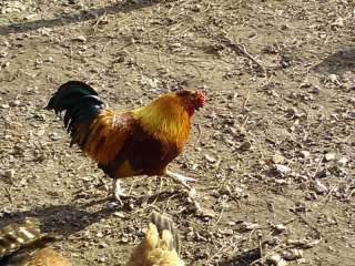 Galletti colorati scambio a Taurianova    Annunci