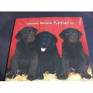  Labrador Retriever Puppies 2008 Wall Calendar Office 