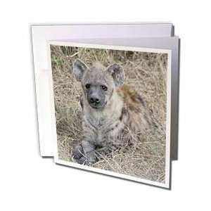  Animals   South African Hyena front view   Greeting Cards 6 Greeting 