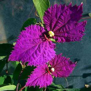 Costa Rican Butterfly Vine, Bow Tie Vine, Purple Wings Vine