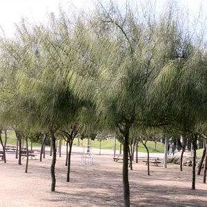 JERUSALEM THORN Parkinsonia aculeata 10 seeds  