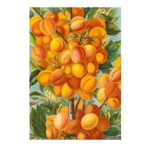  Apricots Premium Poster Print, 12x18