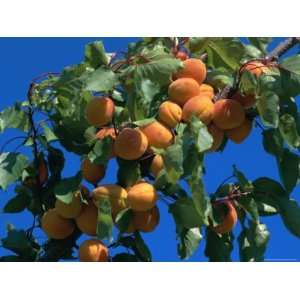  Apricots Ripening on Tree, Vaucluse, Provence, France 