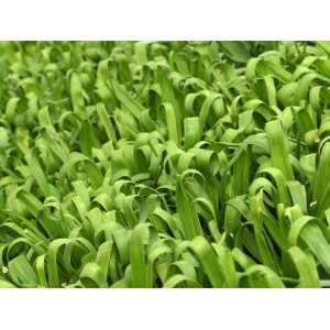  Field of Growing Bulrush Creating a Texture Background 