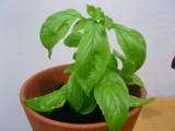 NEW *FRAGRANT* SWEETEST BASIL *100 seeds*RARE* #1010  