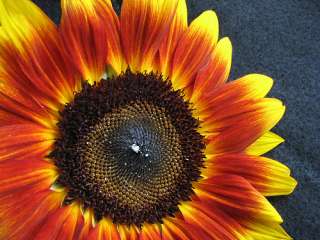 Orange Mahogany Sunflower   20 Seeds   Bicolor  