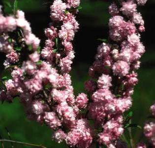 Pink Flowering Almond (Prunus glandulosa) Shrub  