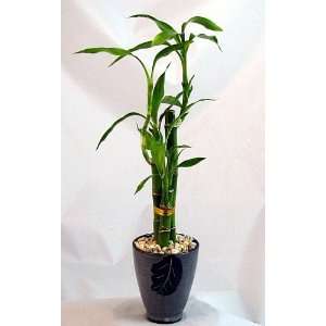  Lucky Bamboo 3 Plants in Asian Themed Ceramic Pot Patio 