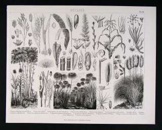 1874 Botanical Print   Sea Grass Corn Horsetail Plants  