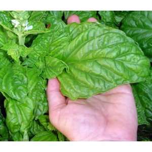  Mammoth Italian Basil 25 Plants   Leaf as Large as Your 