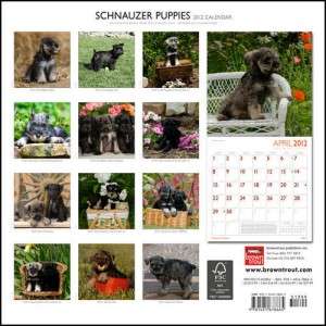 Schnauzer Puppies 2012 Square Wall Calendar  